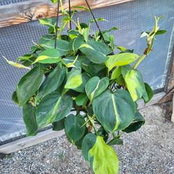 Philodendron Brasil Plant 8" Pot