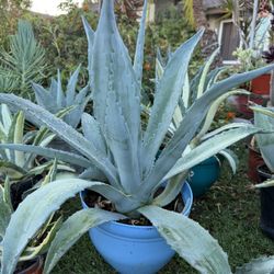 Large Blue Agave Plant 