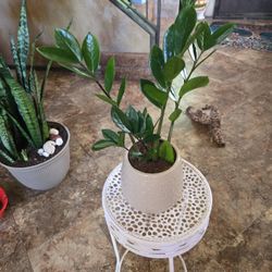 ZZ Plant In New 6in Ceramic Pot With Drainage 