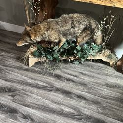 Coyote Mount