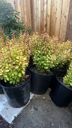 Japanese Barberry Orange Rocket- 3 Gallon Pot