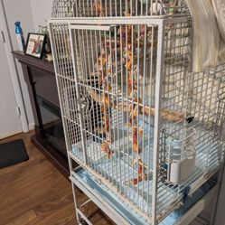Bird Cage 