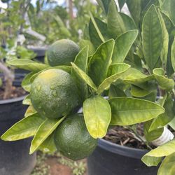 5 Gallon Size- Citrus Trees- Lemon Trees- Lime Trees- Grapefruit Trees- Mandarin Trees- Pomelo Trees- Tangelo Trees 