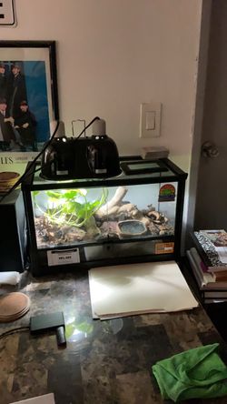 Fully Bioactive Enclosure suitable for a Gecko or Amphibian