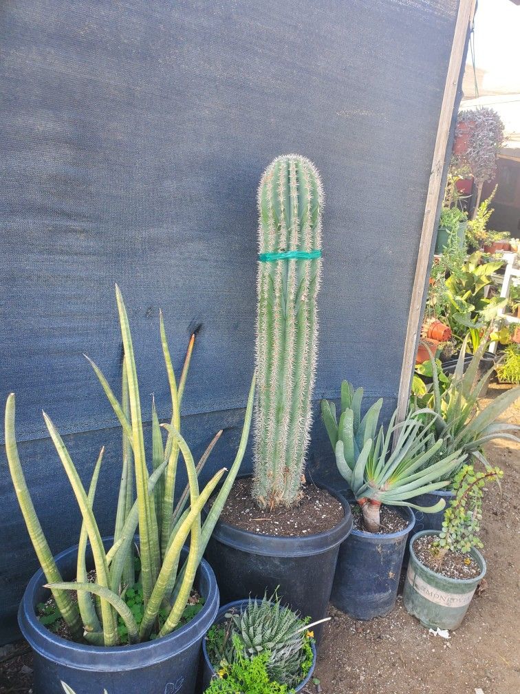 Saguaro Cactus
