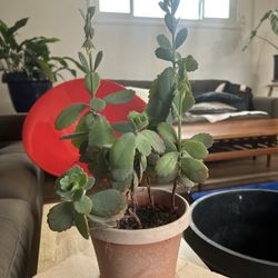 Kalanchoe Lavender Scallops Succulent 