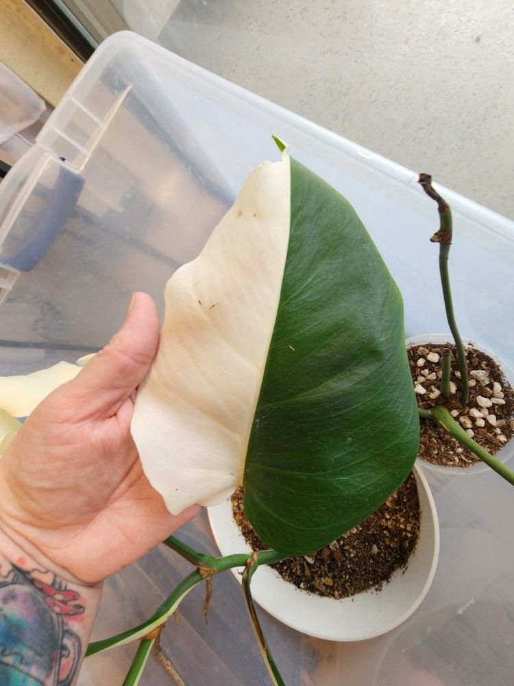 Sectoral Monstera FRESH cuts