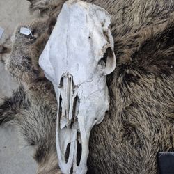 Cow Skull