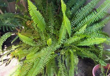 Fern