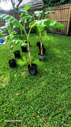 Plantain Banana trees