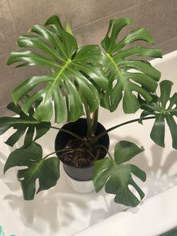 Monstera deliciosa tropical plant