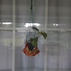 Hanging Golden Pothos 