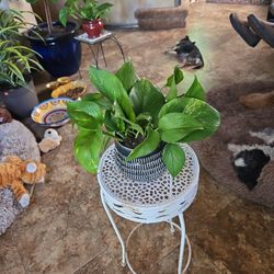 Pothos In New 6in Ceramic Pot With Drainage 
