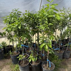 Lisbon lemon trees Árboles de limón amarillos Lisbon $40