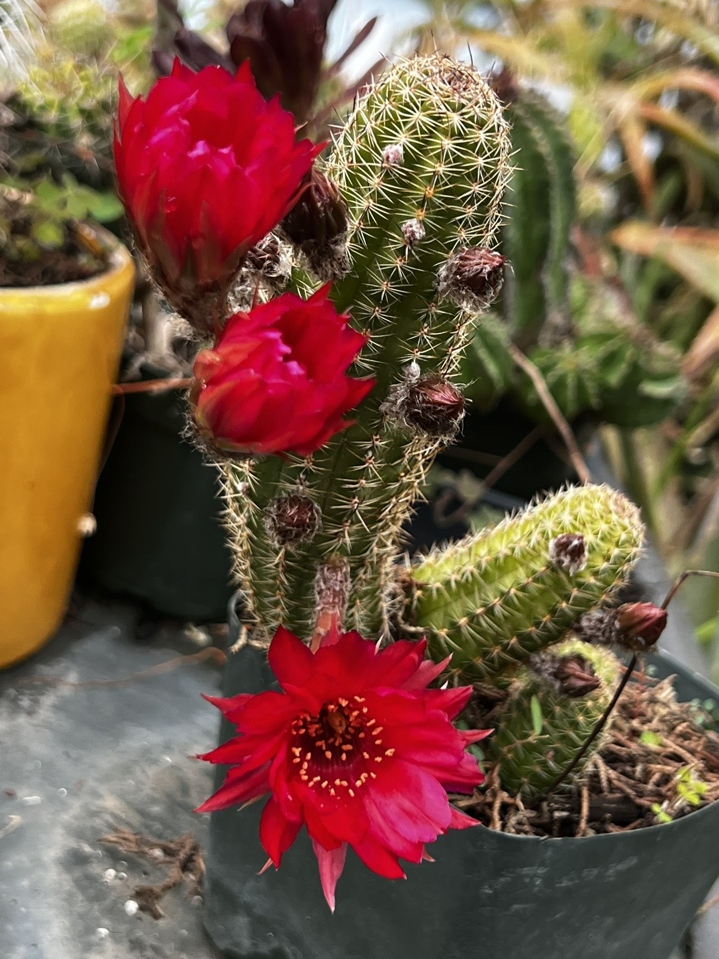 Peanut Cactus In Bloom