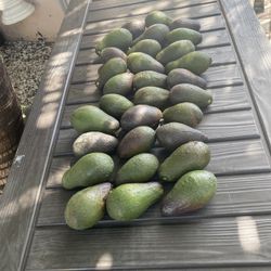 Aguacates Horganicos
