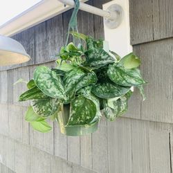 Live indoor Silver Splash and exotica MIX plant in an 8-Inch hanging plastic nursery planter pot—firm price