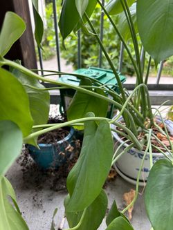 Monstera House plant in 6 Inch(es) Pot 1.0