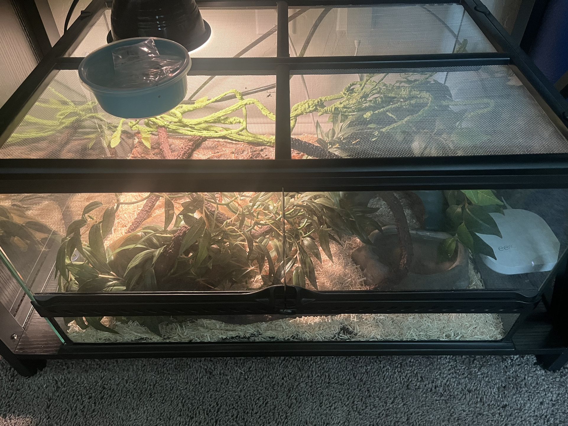 King Snake Terrarium