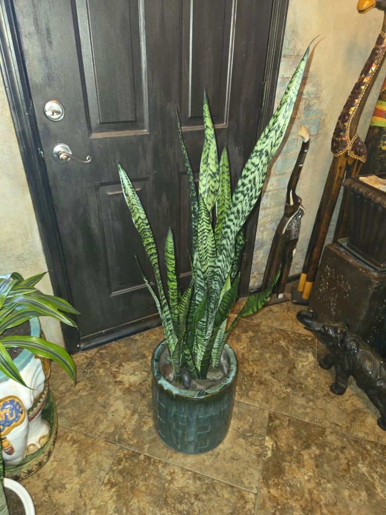 4ft 3in Tall Sansevieria Snake Plants In Gorgeous Heavy 11in Ceramic Pot
