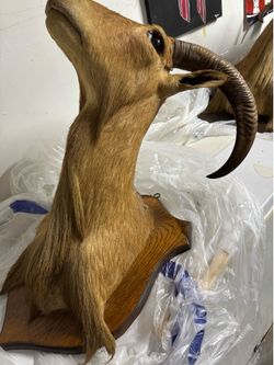 Ram mounted