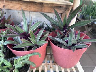 Plants