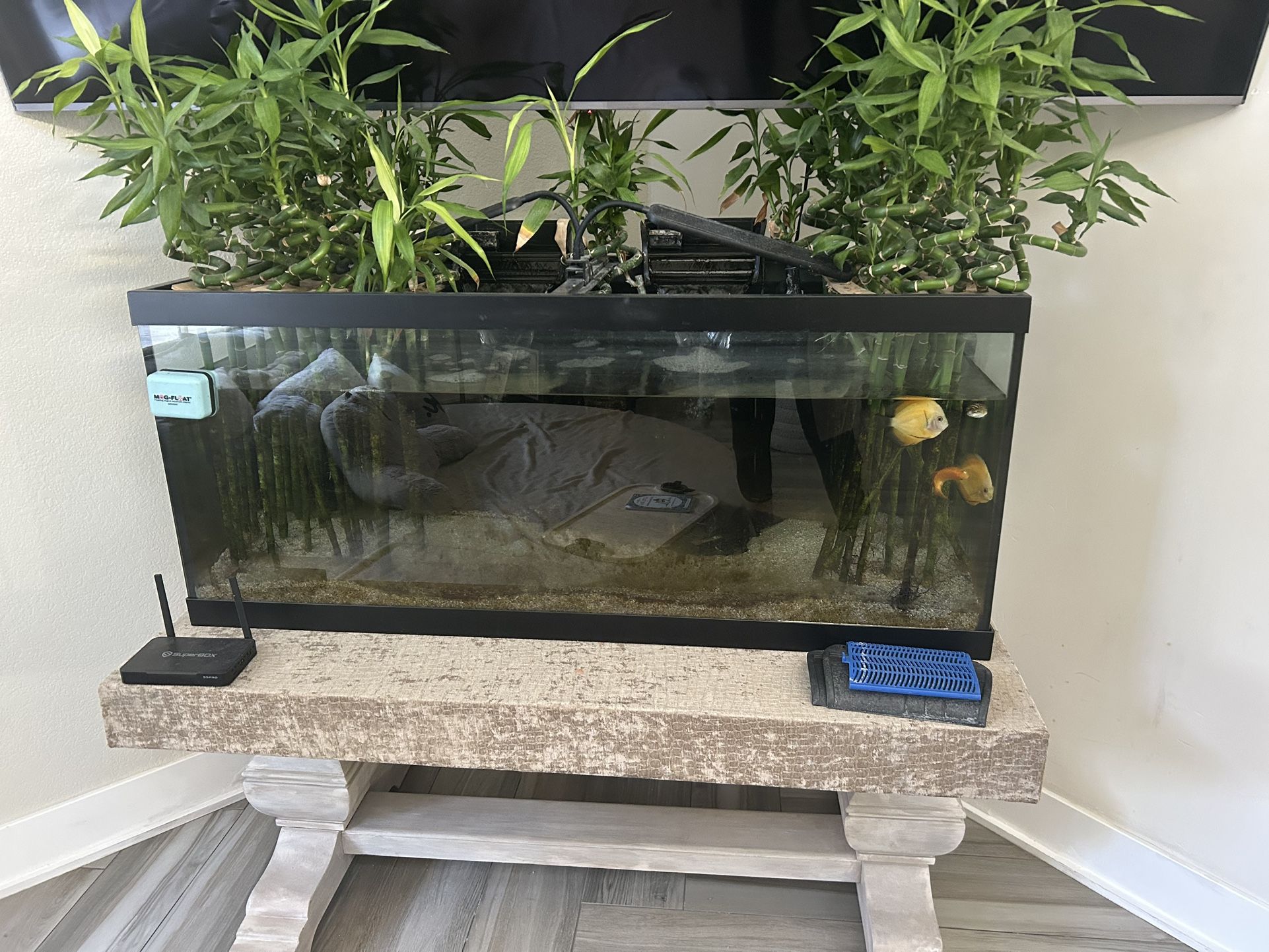 Fish Tank