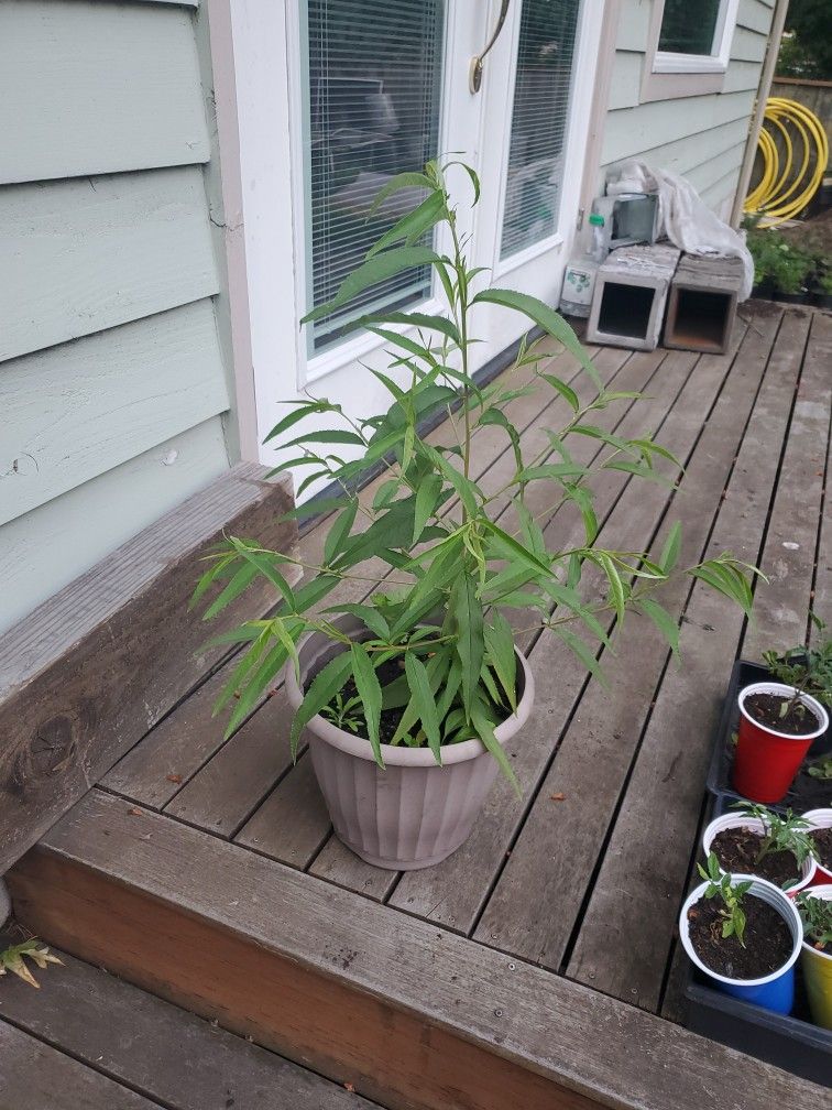 Peach Tree $20