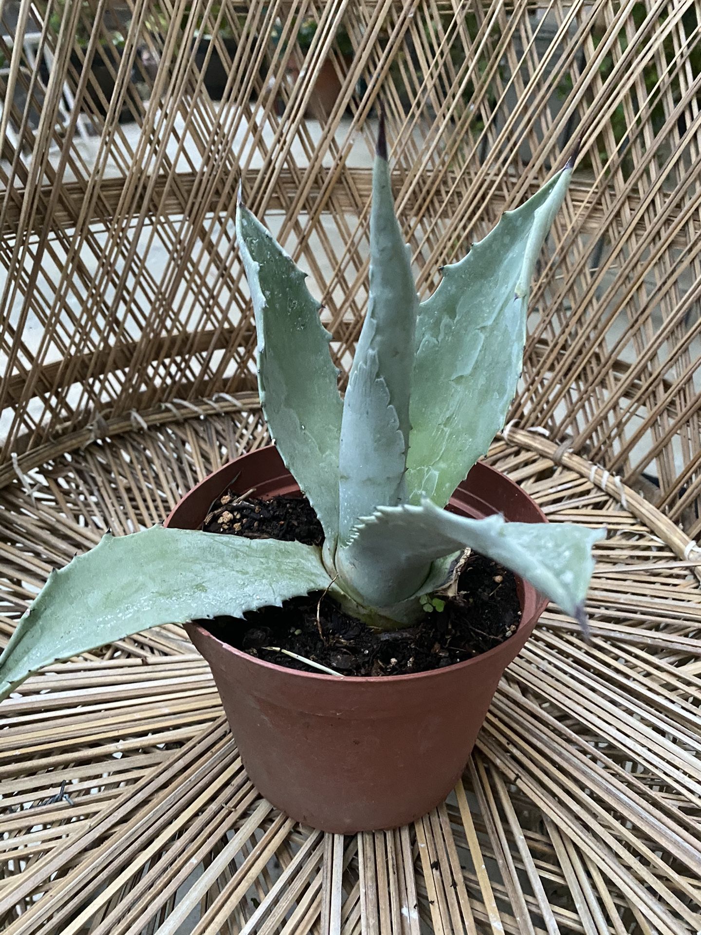 Potted agave plant