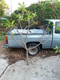 Huge Plumeria tree cutting. Instant tree Approximately 7 1/2 feet tall and 5 1/2 feet wide.  Thick base.
