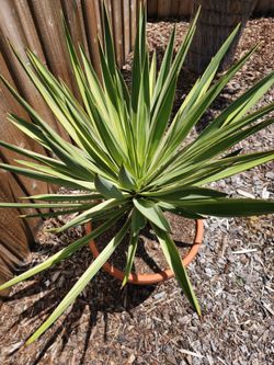 Lots of outdoor plants.  Priced to sell. Prices vary.