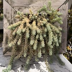 Succulent On A Frame 