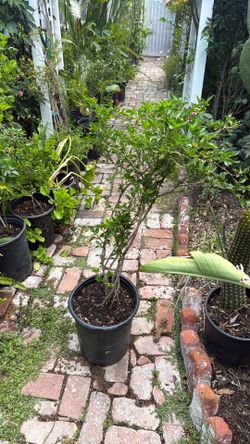 Pequin pepper plant