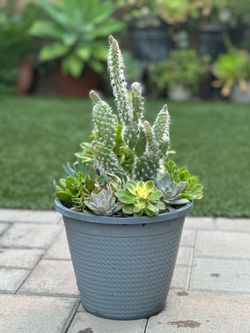Assorted Succulent Plants