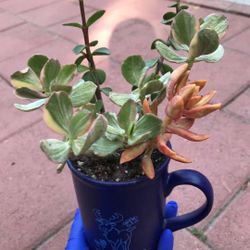 Beauitful Ceramic Pot Mug Mix Succulents Plants Flowers Bonsai Garden Home Patio Yard 