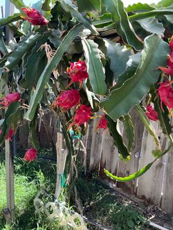 Dragon fruit