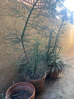 3 plants