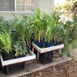 Corn Plants For Sale From 10 Bucks To 30 Bucks Come Get Them They Are Sale in Fast 