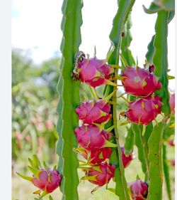Dragon Passion Fruit Cactus