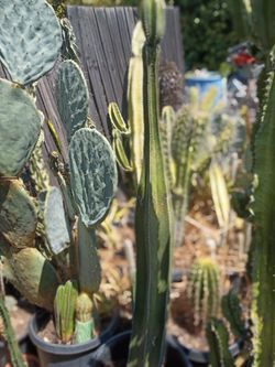 Fat Mexican fence post cactus plant