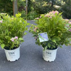 ‘Let’s Dance Starlight’ Hydrangea Bushes 