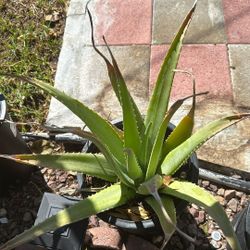 Savila - Aloe  Vera Plant For Sale (Pick up only) 