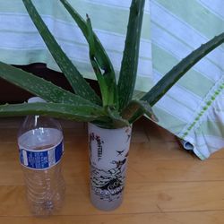Aloe vera Plant  With Glass In Water