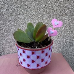 Valentines Gift Flapjack Succulent Plant 
