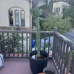 5 ft Cactus 