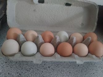 Farm fresh chicken eggs