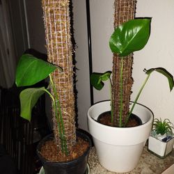 Monstera Moss Poles