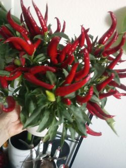 ornament Live Red Chili Pepper Plant