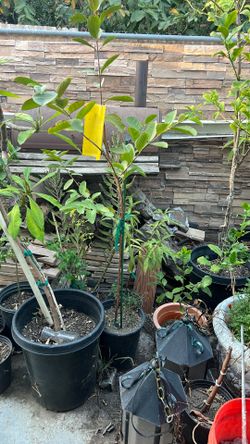 Guava Tree