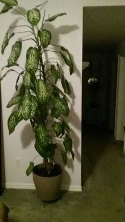 Dieffenbachia plant